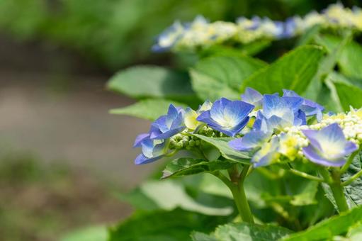 アジサイ アジサイ 紫陽花,あじさい,梅雨の写真素材