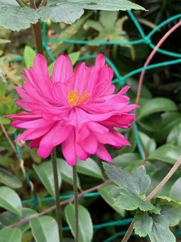 ピンクの秋明菊 ピンクの花,秋明菊,秋の写真素材