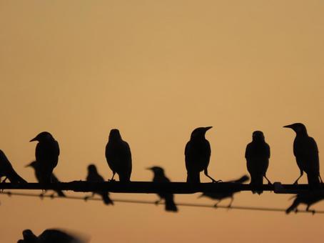 Photo, evening, bird, silhouette, 