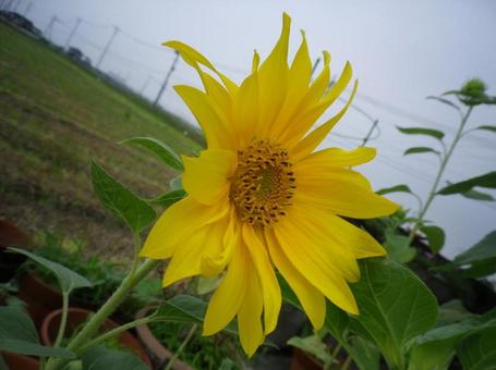 田んぼと横向きひまわり~平野の田舎から~ 田んぼと横向きひまわり~平野の田舎から~ 田んぼ,たんぼ,ひまわりの写真素材
