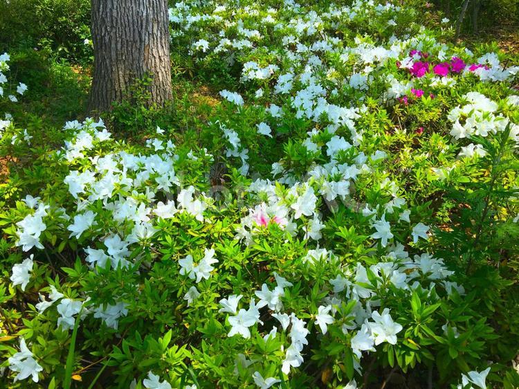 大阪・天王寺公園「つつじの季節」 天王寺公園,公園,噴水の写真素材