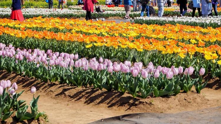 春の佐倉市・ふるさと広場のチューリップ畑 春,チューリップ,花畑の写真素材