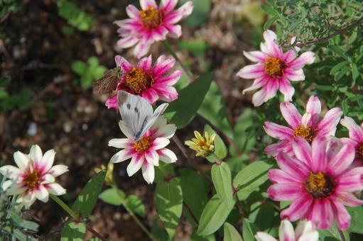 百日草の蜜を吸う蛾 蛾,茶色,花の写真素材