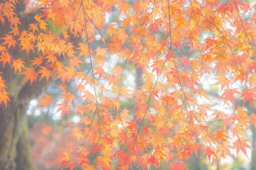 紅葉 紅葉の写真