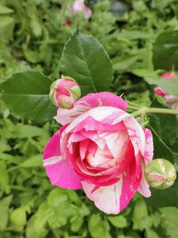 バラ バラ バラ,バラ園,薔薇の写真素材