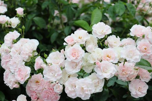 Rose flower white, JPG