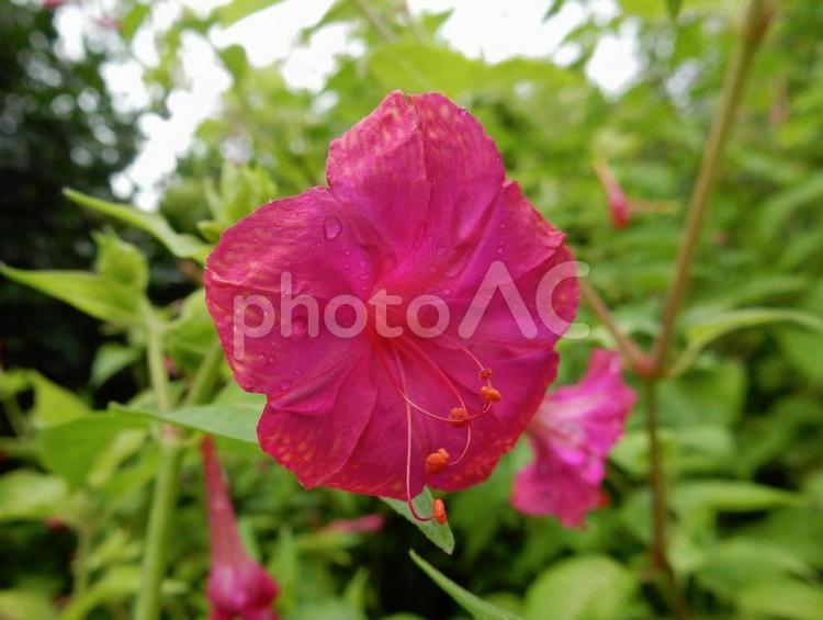 【花の写真】オシロイバナ（白粉花） オシロイバナ,白粉花,花の写真素材