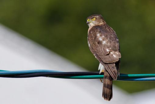 町中の電線で獲物を探すツミの幼鳥 ツミ,雀鷹,タカの写真素材