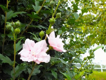 真ん中がほんのりピンク色の木槿の花 真ん中がほんのりピンク色の木槿の花 ムクゲ,白い花,白の写真素材