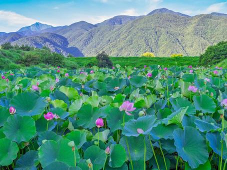 蓮の花、蓮の葉、山間、青空 蓮の花、蓮の葉、山間、青空の写真