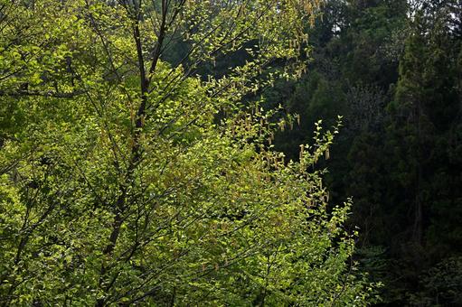 深い新緑が逆光のスポットライトで輝くの写真