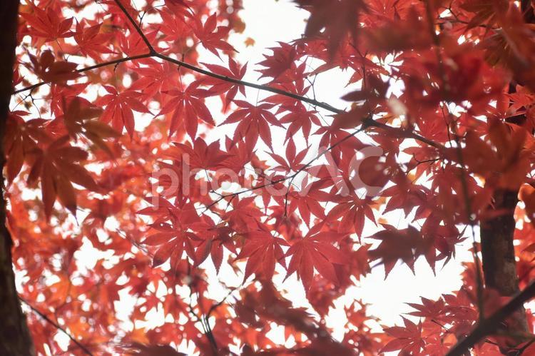 紅葉　もみじ　モミジ　秋　尾関山公園 広島,広島県,中国地方の写真素材