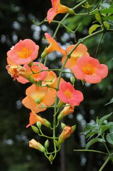 ノウゼンカズラ・凌霄花 ノウゼンカズラ・凌霄花 ノウゼンカズラ,風景マクロ,つる性の写真素材
