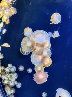 鑑賞クラゲ2 鑑賞クラゲ2 クラゲ,海,癒しの写真素材