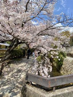花道 花道の写真