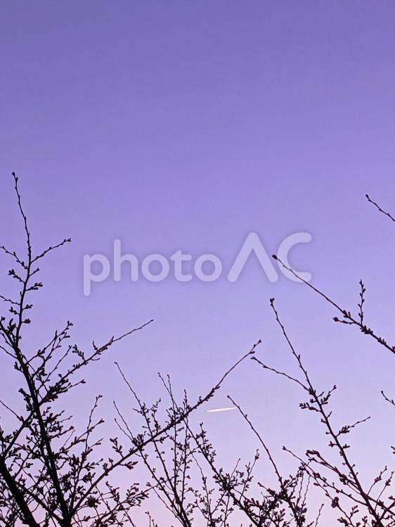 夕焼けに染まる桜のある街並み 空,晴天,ブルーの写真素材