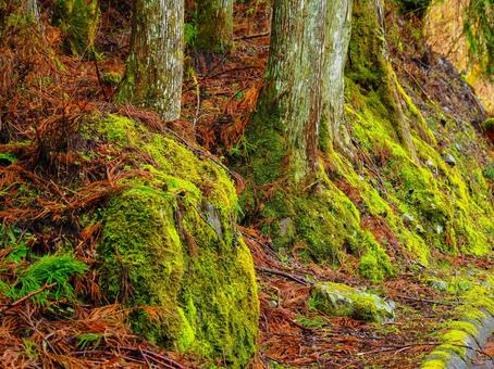 緑の苔 緑の苔の写真