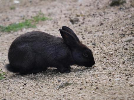 大久野島の黒ウサギ 大久野島の黒ウサギ ウサギ,かわいい,大久野島の写真素材