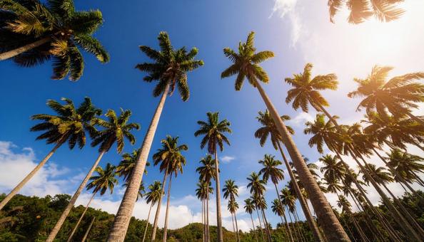 ヤシの木を見上げる　青空背景の写真