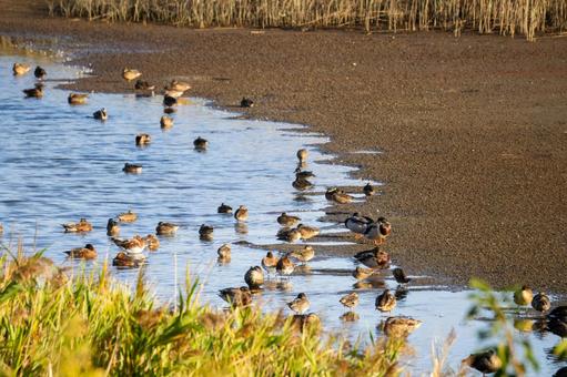 干潟のカモ⑶ 干潟のカモ⑶の写真