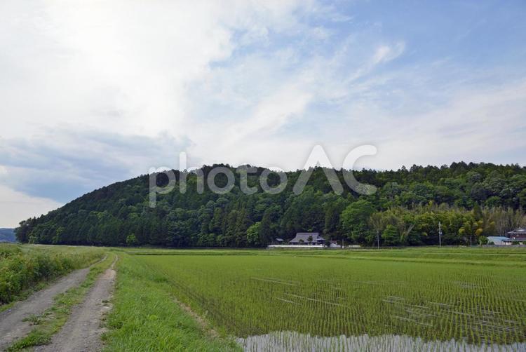 田園風景 田んぼ,田畑,田園風景の写真素材