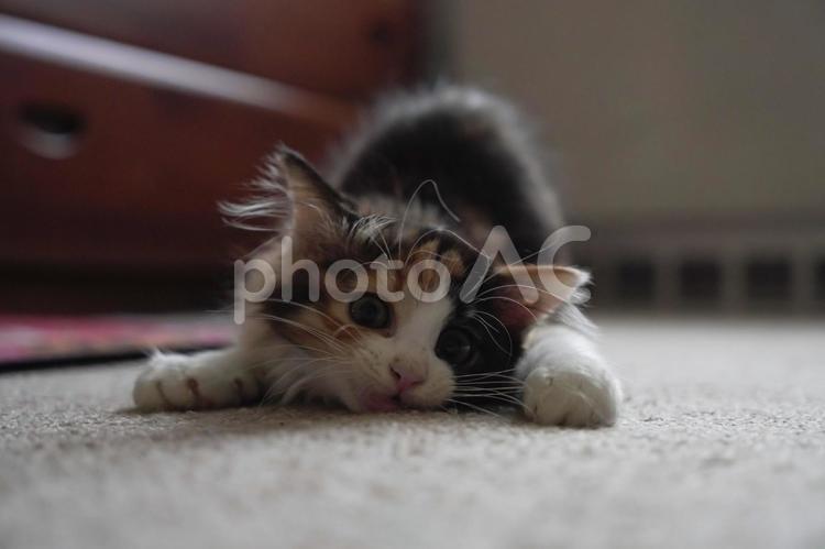 遊んでいる三毛の子猫 ミケ,模様,ふわふわの写真素材