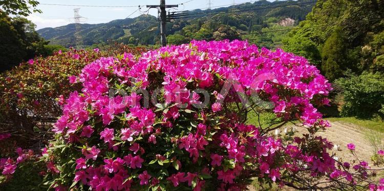 大興善寺のつつじ 風景,花,山の写真素材