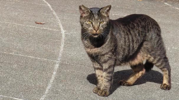 パトロール中に立ち止まったもふもふ猫 猫,キジトラ,パトロールの写真素材