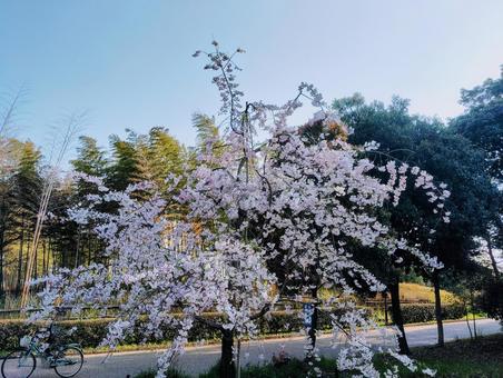 大仙公園の満開の桜の写真