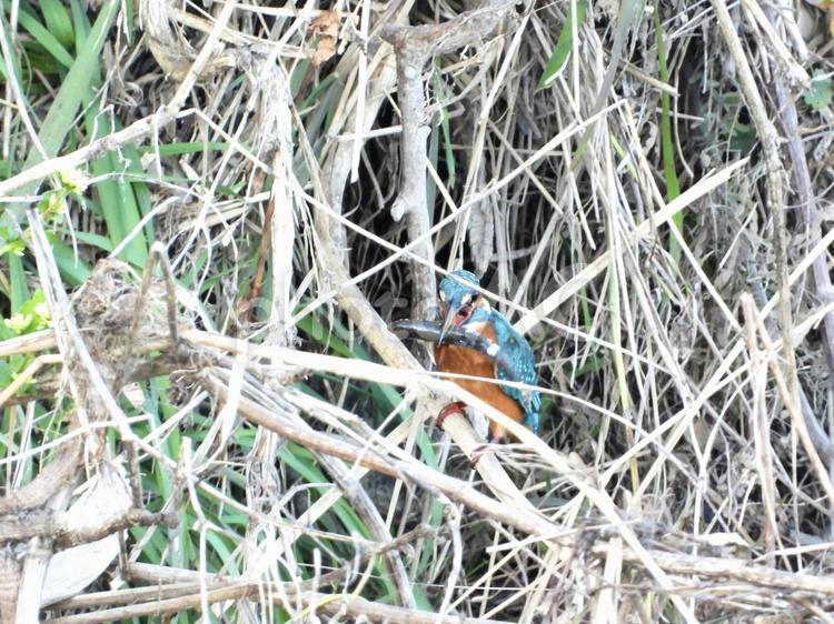 魚を咥えるカワセミ 鳥,野鳥,カワセミの写真素材