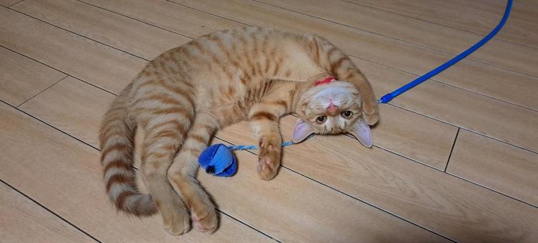 子猫、くつろぎ 子猫、くつろぎの写真