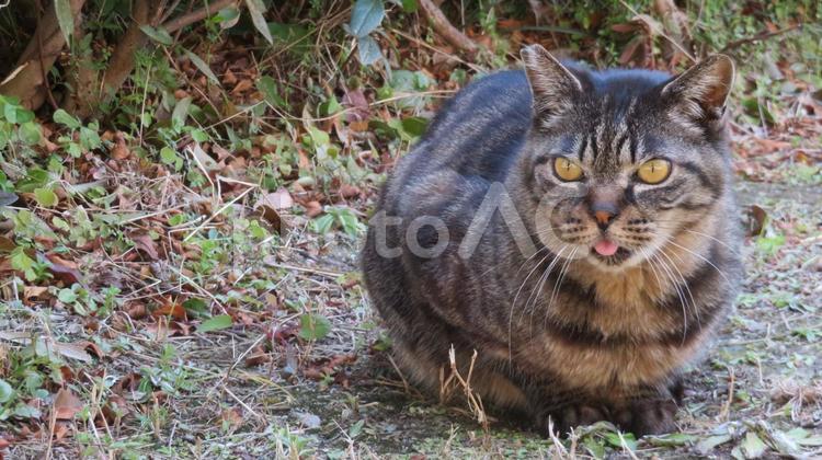 舌と髭があざといモフモフな可愛い猫 猫,キジトラ,舌の写真素材