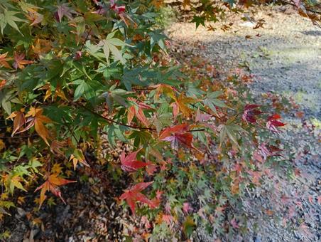 紅葉02 秋,赤,もみじの写真素材