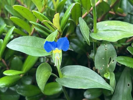 夏に咲く露草 夏に咲く露草 花,露草,アップの写真素材