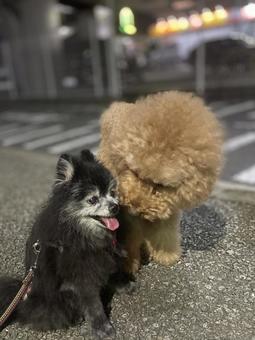 夜散歩 夜散歩の写真