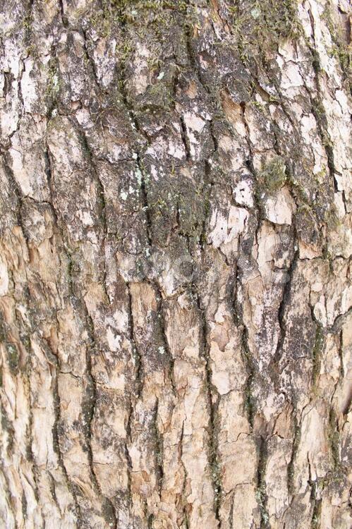 樹皮 樹皮,木材,丸太を切り出すの写真素材