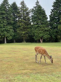 一頭で草を食む鹿の姿 鹿,シカ,野生動物の写真素材
