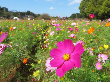 Cosmos flower field, JPG