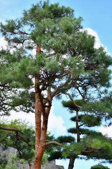 アカマツ アカマツの写真