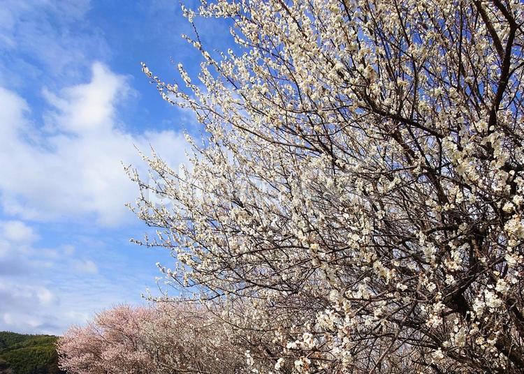 白梅とピンクの梅の木 梅,梅の木,木の写真素材
