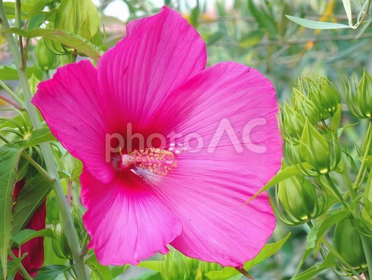 【花の写真】フヨウの花 フヨウ,芙蓉,木芙蓉の写真素材