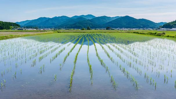 広がる田園風景:新緑の美しい水田 広がる田園風景:新緑の美しい水田の写真