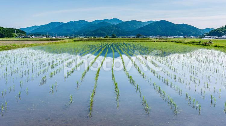 広がる田園風景：新緑の美しい水田 田んぼ,田植え,稲の写真素材