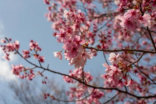 春の風景 桜と青空2 春の風景 桜と青空2の写真