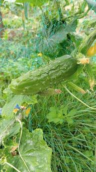 夏野菜　家庭菜園　畑のきゅうり　 野菜,家庭菜園,ガーデニングの写真素材