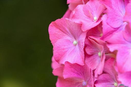 Pink hydrangea close-up, JPG