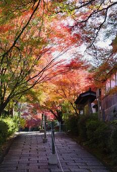 曼殊院門跡の紅葉 曼殊院門跡,紅葉,秋の写真素材