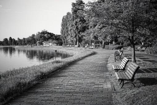 水元公園 白黒,モノクローム,公園の写真素材