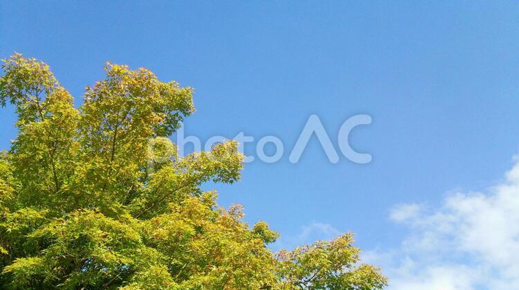 木と空と雲 木,空,雲の写真素材