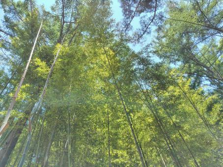 竹林_7 竹林_7の写真